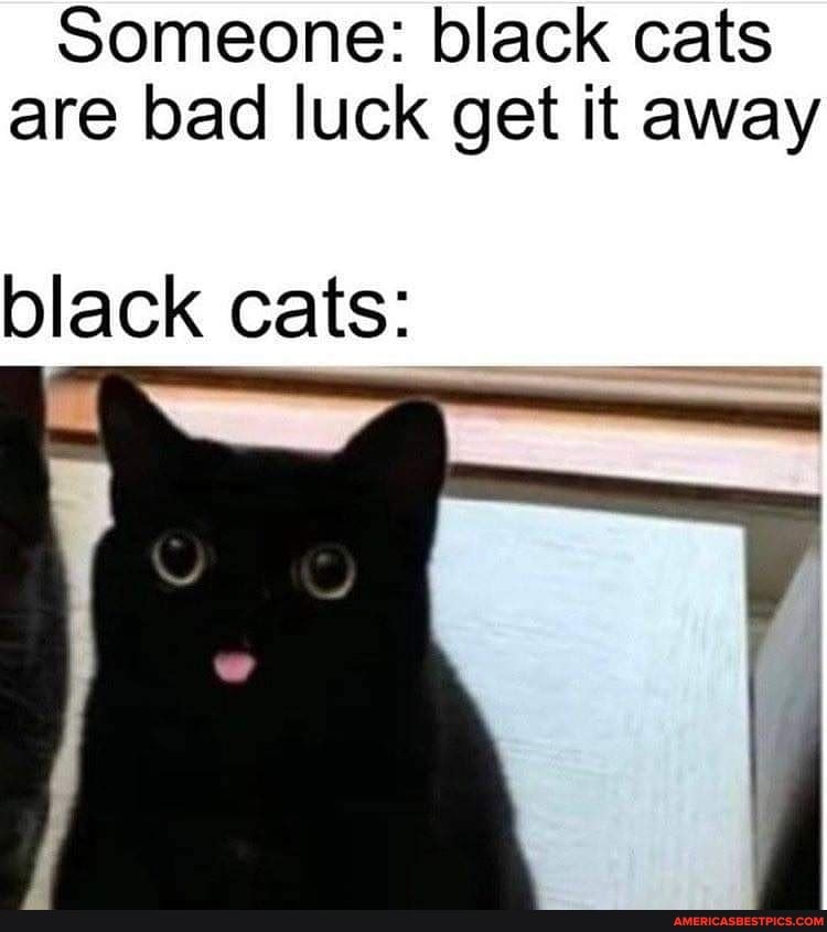 Someone: black cats are bad luck get it away
black cats: