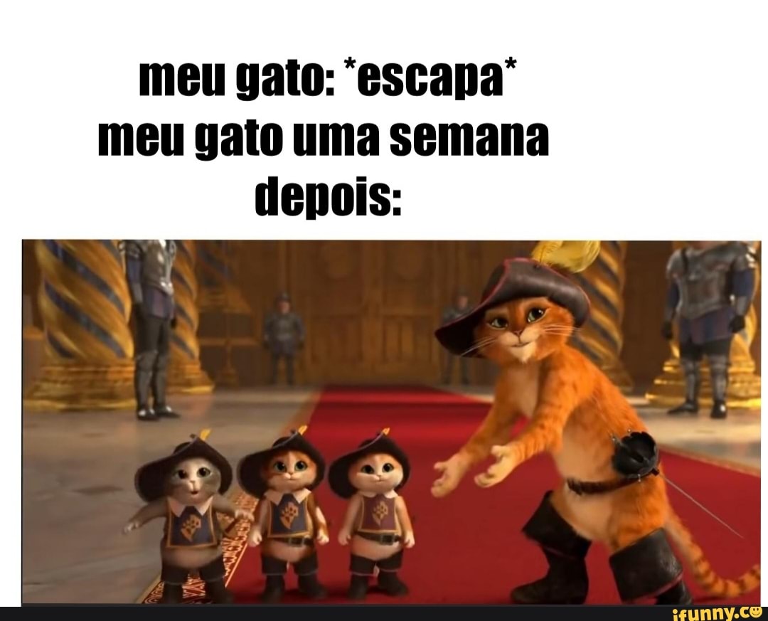 meu gato: escapa"
meu gato uma semana
depois: