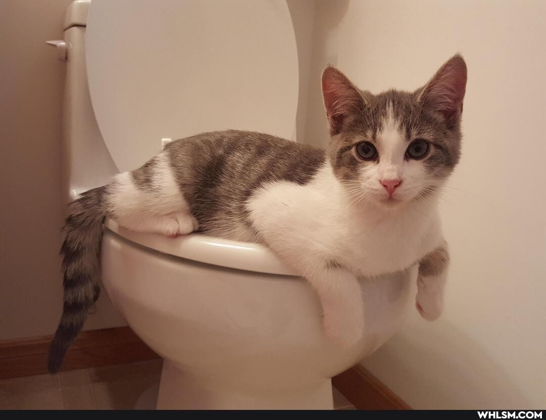 funny, cats, aww, funny_cats