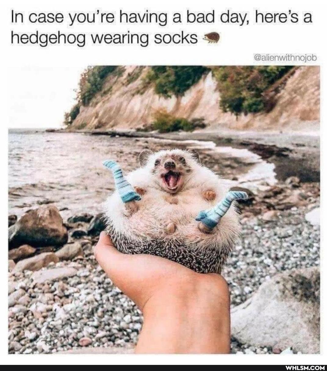 In case you're having a bad day, here's a hedgehog wearing socks
@alienwithnojob