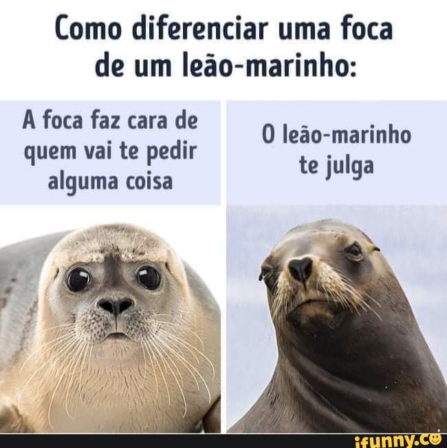 Como diferenciar uma foca de um leão-marinho:
A foca faz cara de quem vai te pedir alguma coisa
O leão-marinho te julga