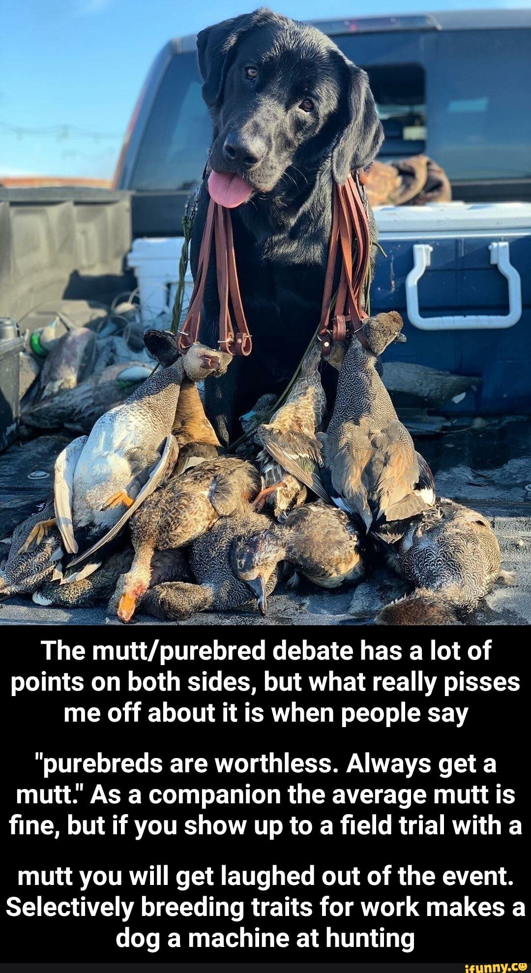 Purebred Vs Mutt Meme