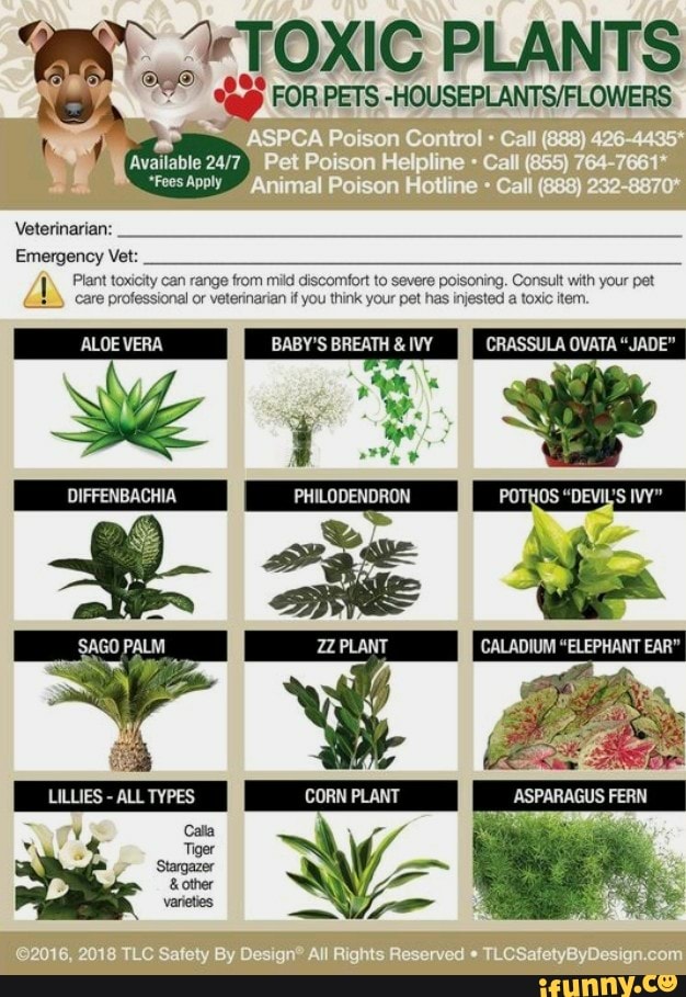 Toxic Plants For Pets Aspca Poison Control Call Animal Poison Fees Apply Veterinarian We Toxic Plants For Pets Aspca Poison Control Call Animal Poison Fees Apply Veterinarian We