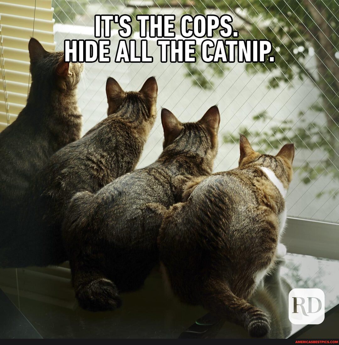 T'S THE COPS.
HIDE ALL THE CATNIP.