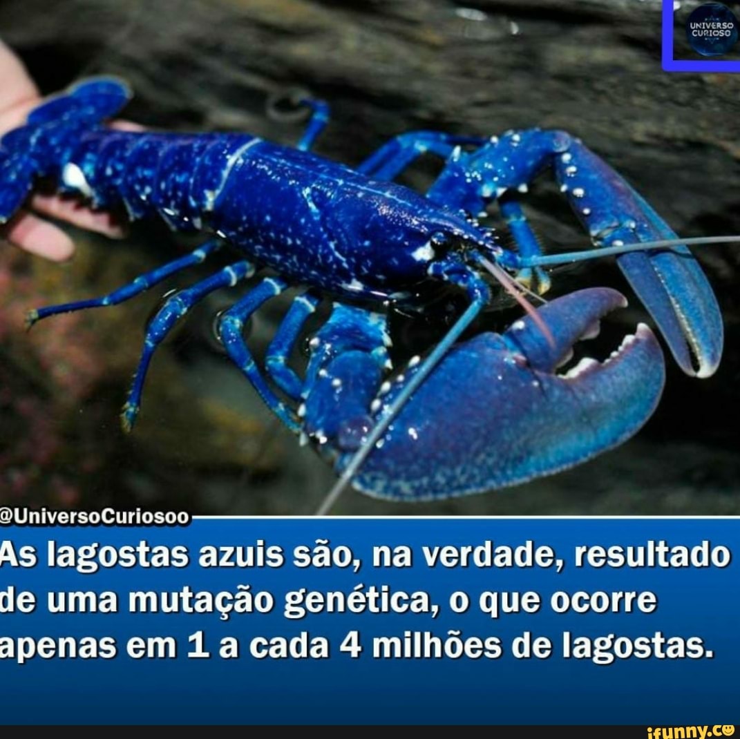 BUniversoCuriosoo
is lagostas azuis são, na verdade, resultado uma mutação genética, o que ocorre apenas em a cada 4 milhões de lagostas.