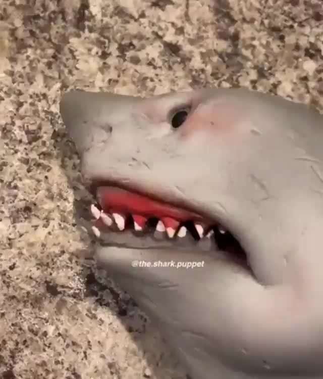 shark hand puppet tik tok