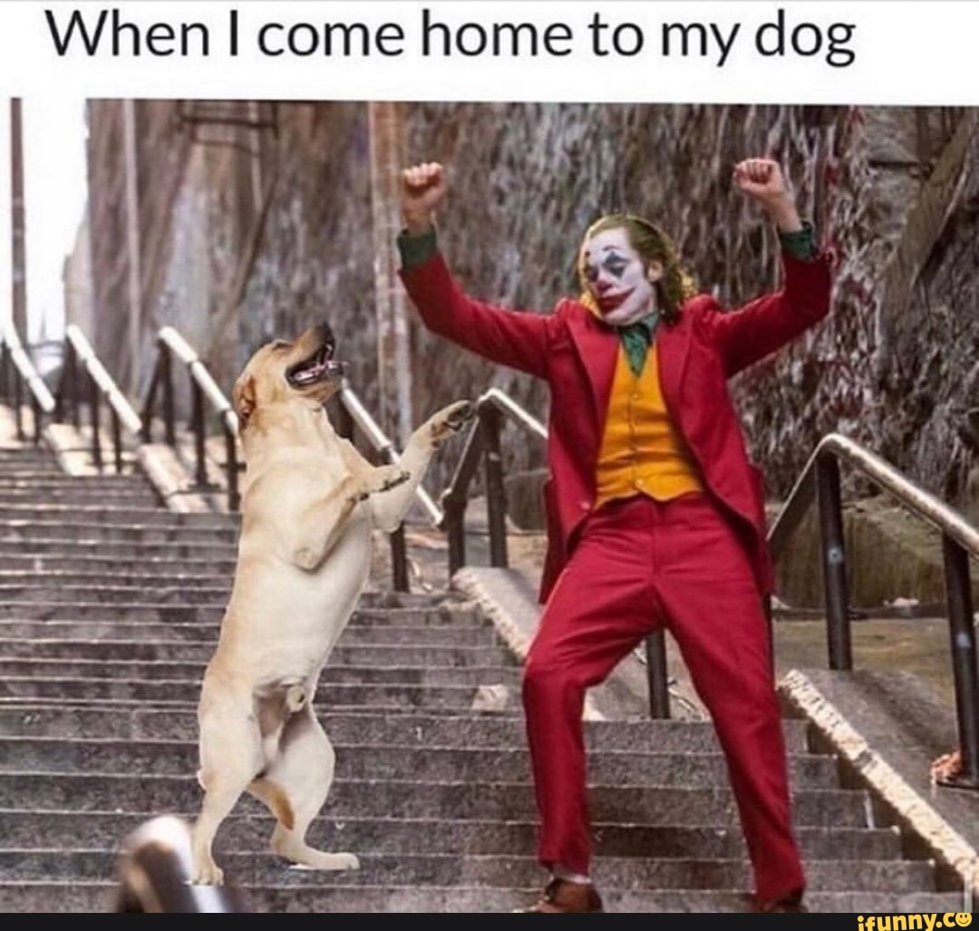 When come home to my dog
