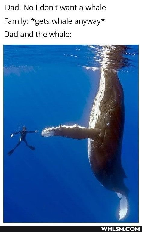 Dad: No I don't want a whale
Family: *gets whale anyway*
Dad and the whale: