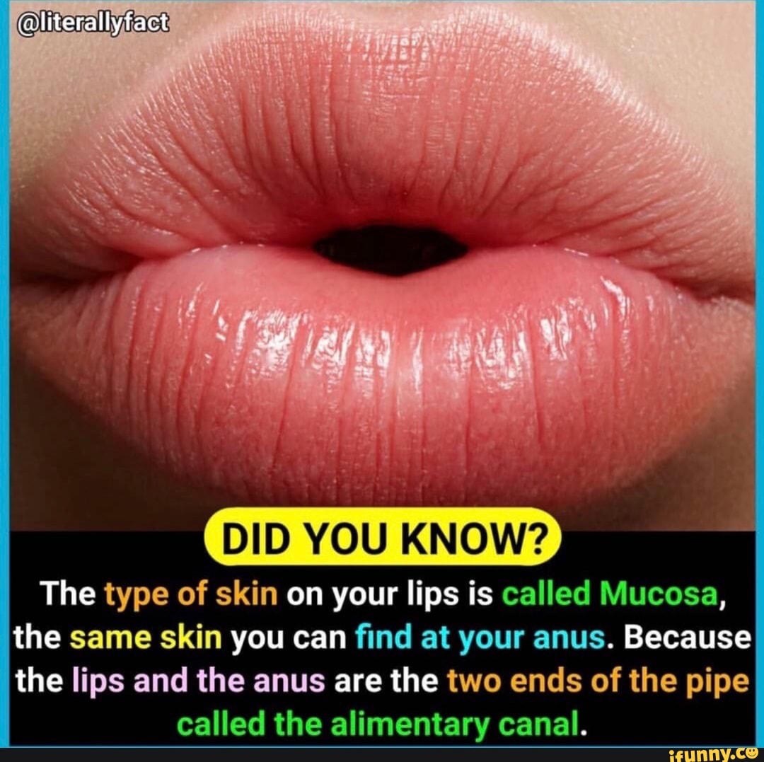 Literally Fact Did You Know The Type Of Skin On Your Lips Is Called Mucosa The Same Skin You