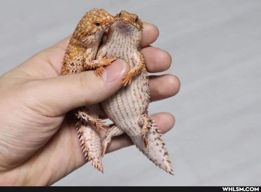 mildly_interesting, nature, interesting