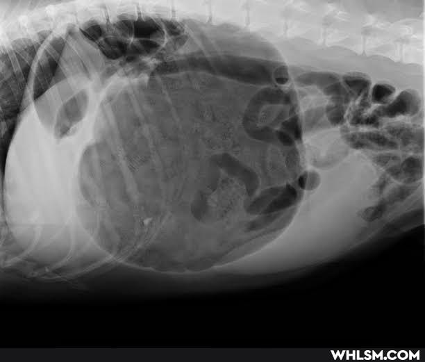 dogs, medicine, veterinarian, science_and_tech