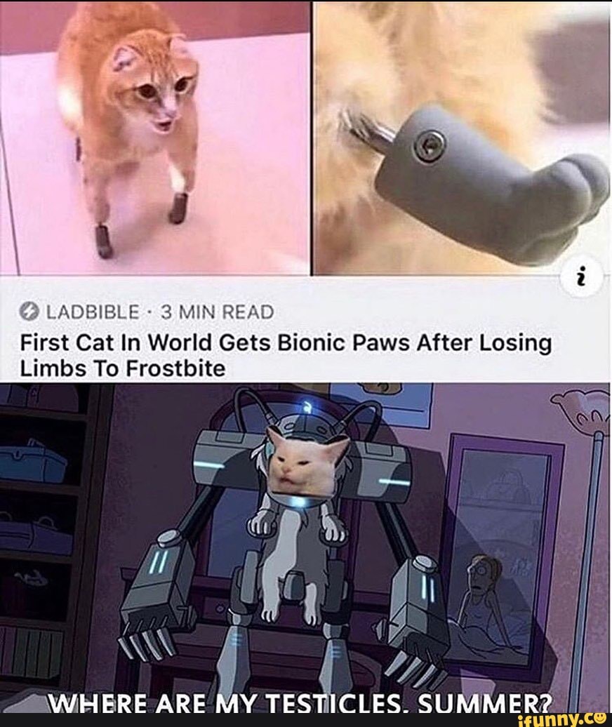 @ LADBIBLE - 3 MIN READ First Cat In World Gets Bionic Paws After Losing
Limbs To Frostbite