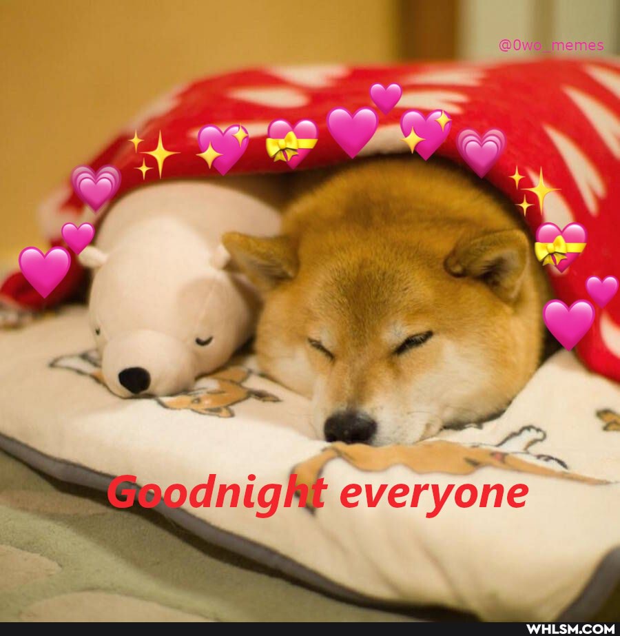 dog, doggos, wholesome, wholesome_memes