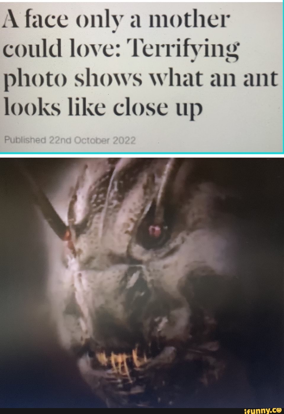 A face only a mother could love: Terrifying photo shows what an ant ...