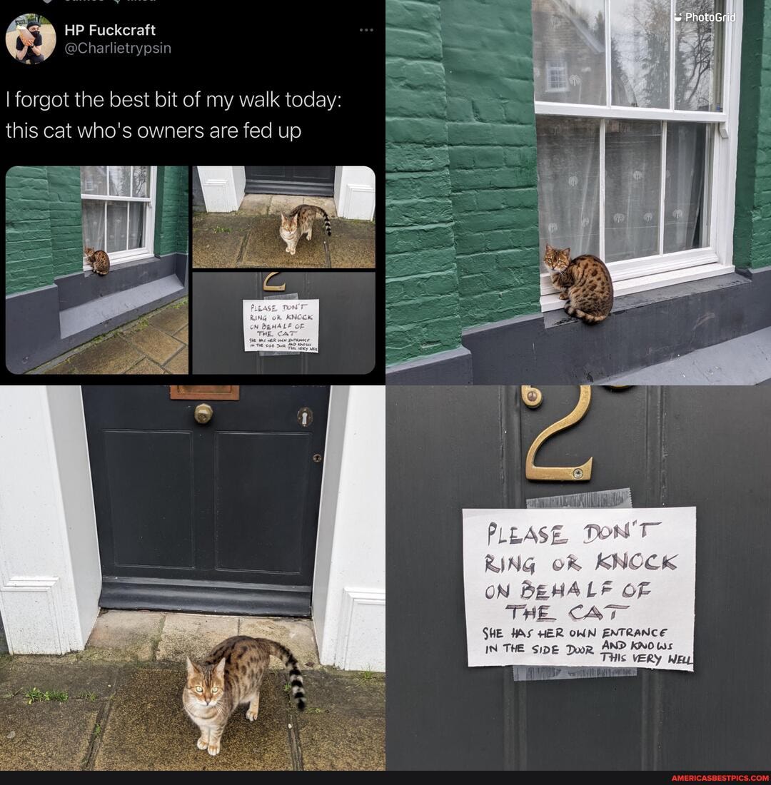 HP Fuckcraft
I forgot the best bit of my walk today:
this cat who's owners are fed up
PLEASE, DON'T
RING KNOCK
ON BEHALF OF THE CAT
SHE HAS HER OWN ENTRANCE
IN THE SIDE Dor AND