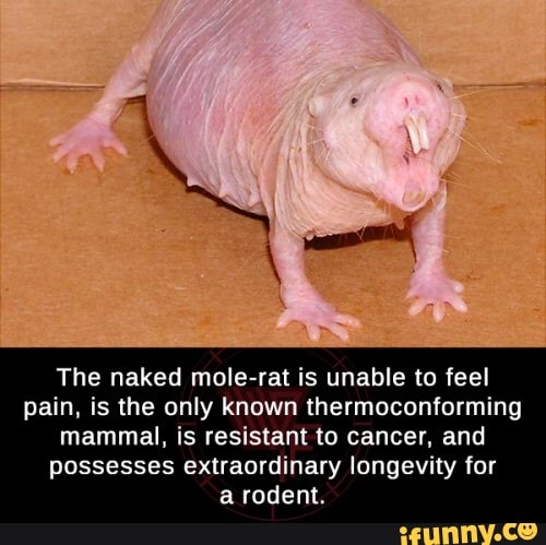 The naked mole-rat is unable to feel pain, is the only known  thermoconforming mammal, is resistant to cancer, and possesses  extraordinary longevity for a rodent. 