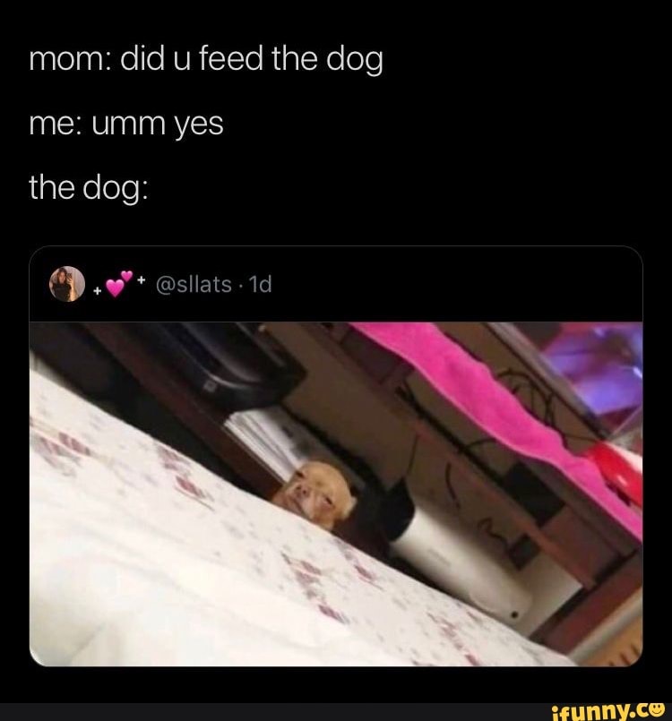 Mom: did you feed the dog? Me: umm yes The dog: - iFunny