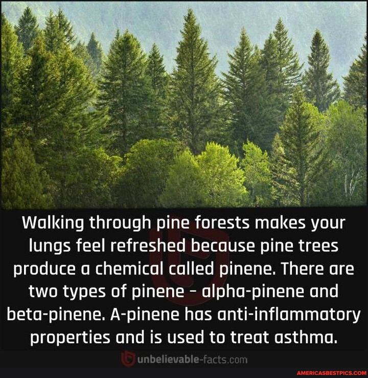 N/A 4 & Walking through pine forests makes your lungs feel refreshed