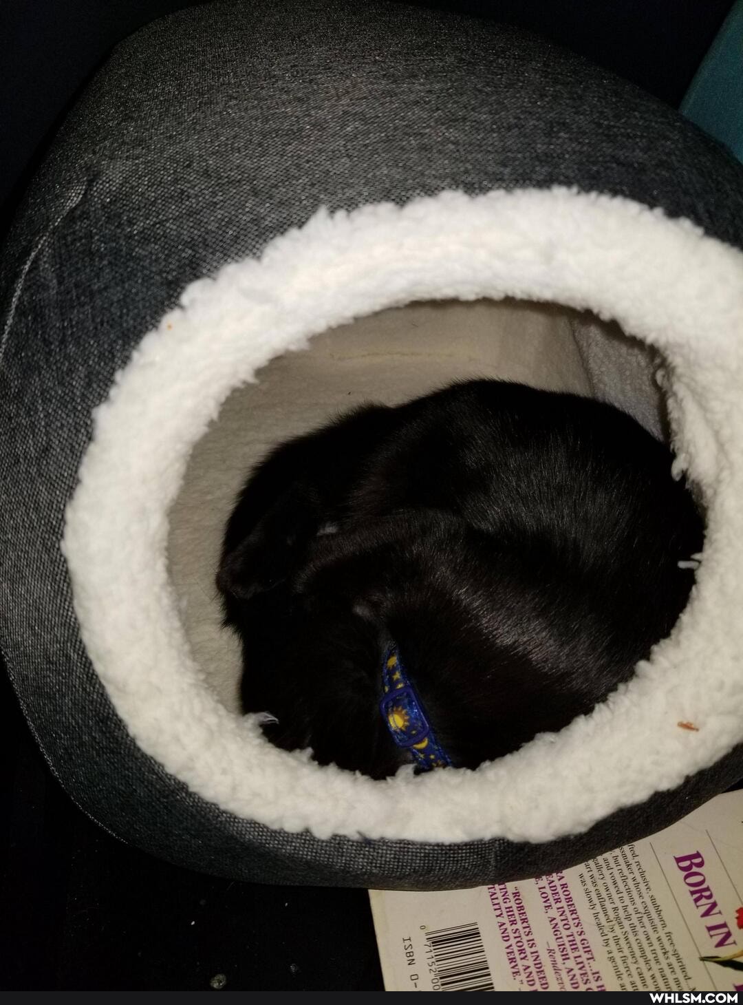 cat, aww, kitten
