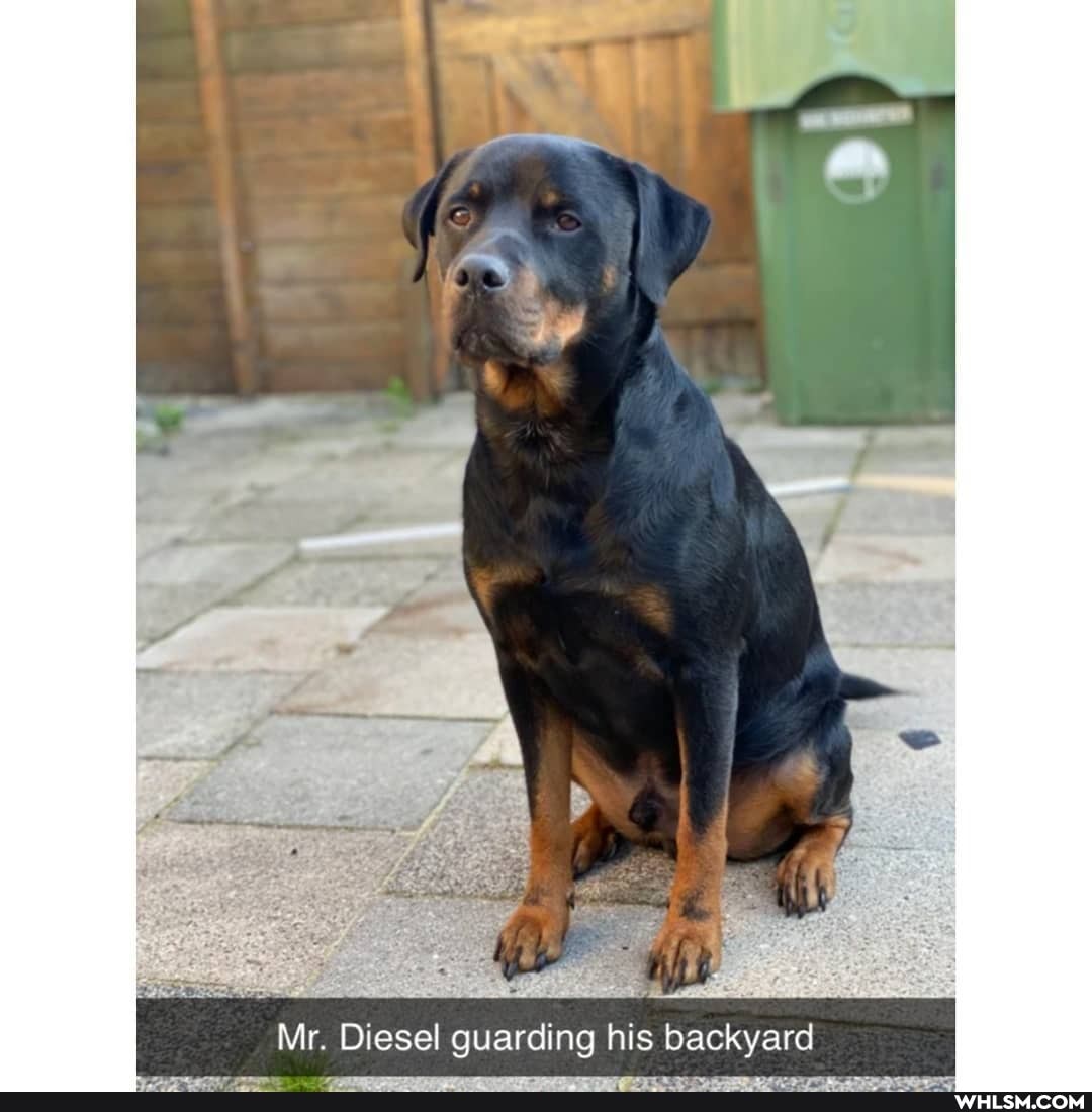 Mr. Diesel guarding his backyard