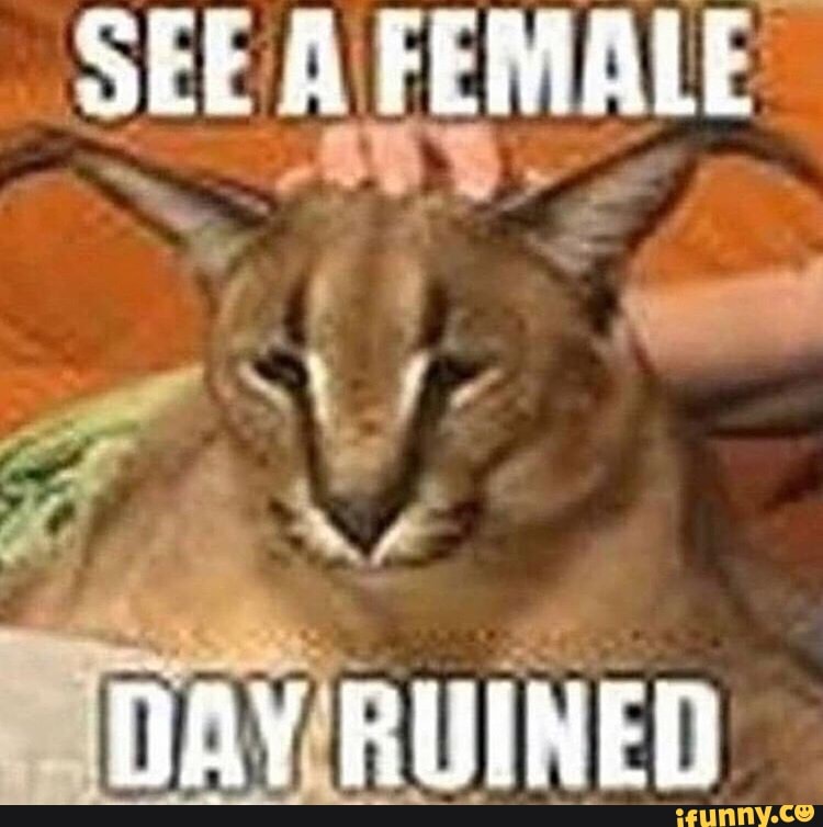 SEE A FEMALE
DAY RUINED