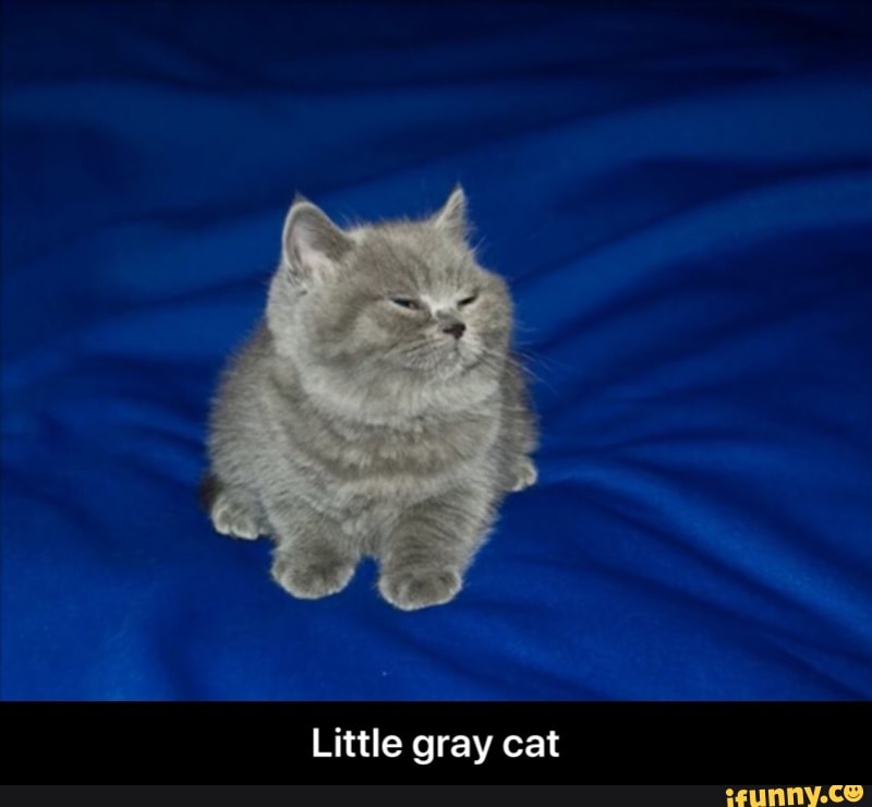Little gray cat - Little gray cat