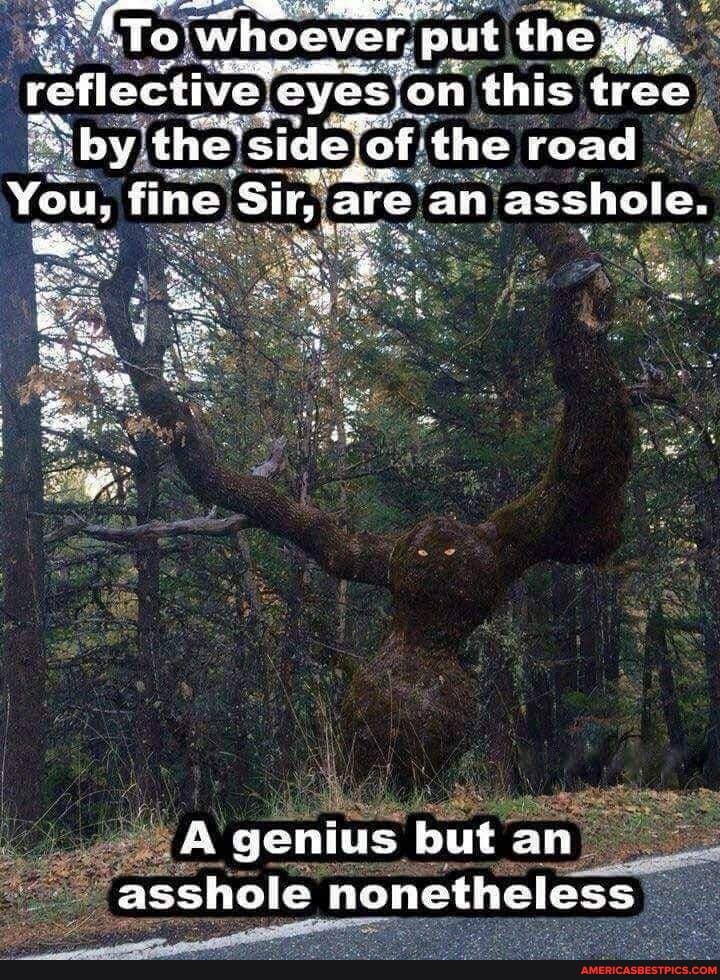 'whoever, put the
reflective' eyes 'on this tree by the side. of the road
You, fine 'Sir, are an asshole,
& genius but an asshole nonetheless