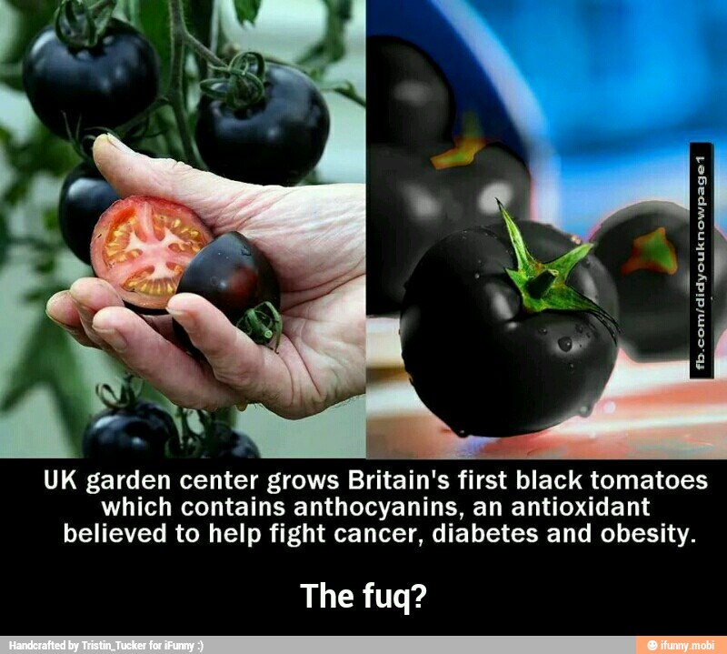 UK garden center grows
Britain's first black tomatoes
which contains anthocyanins, an antioxidant
believed to help fight cancer, diabetes and obesity.
The fuq? - The fuq?