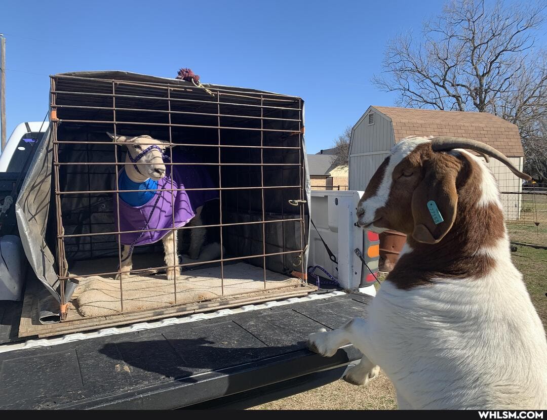 goat, saying, goodbye, sheep