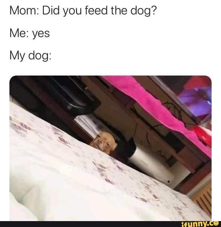 Mom: did you feed the dog? Me: umm yes The dog: - iFunny