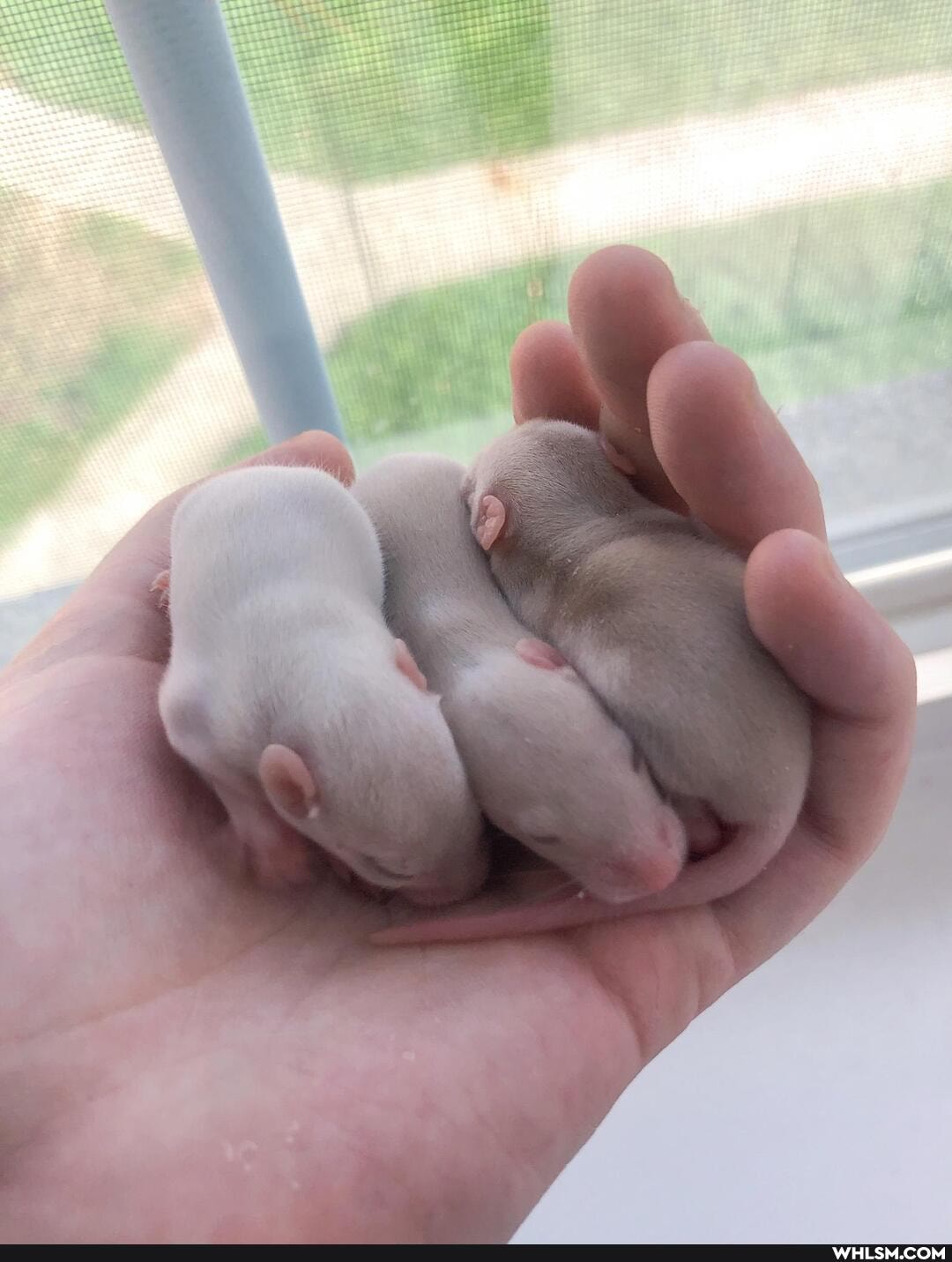 rat, baby_animals, rats