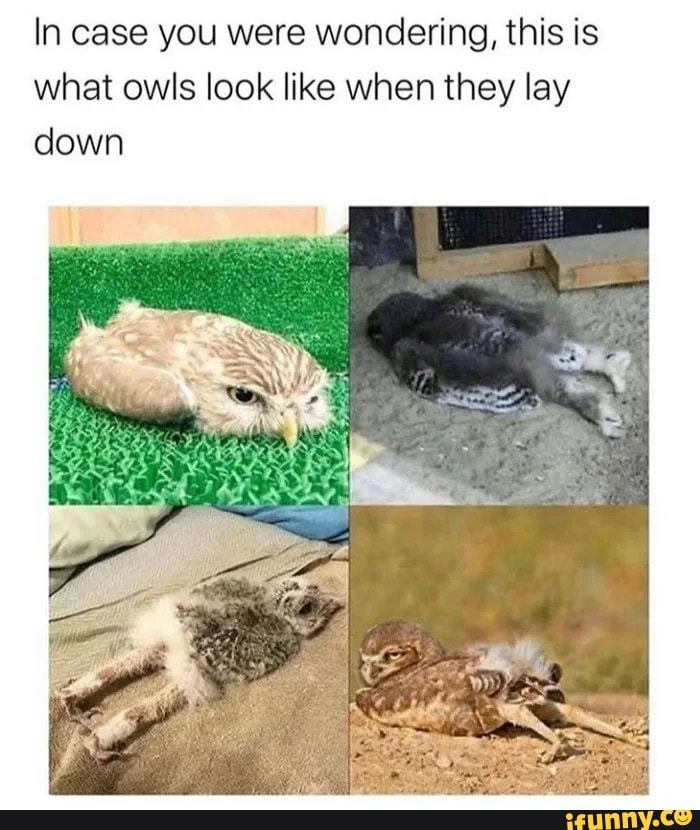 In case you were wondering, this is
what owls look like when they lay
down