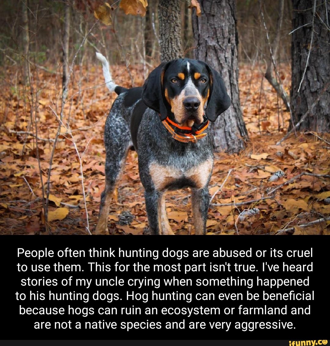 How Do You Ruin A Hunting Dog