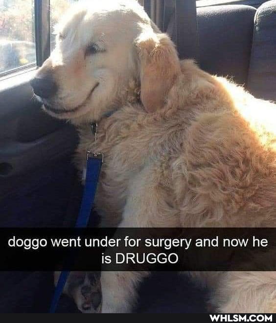 doggo went under for surgery and now he
is DRUGGO
