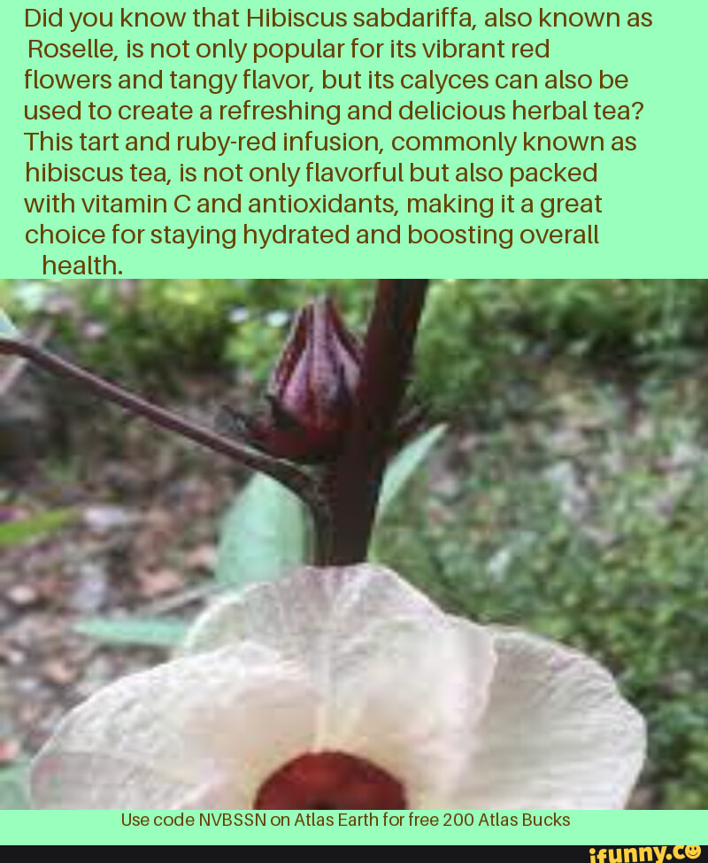 Did you know that Hibiscus sabdariffa, also known as Roselle, is not