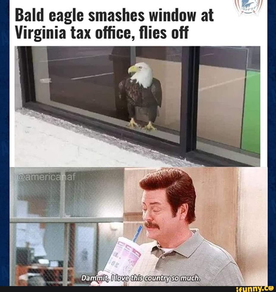 Bald eagle smashes window
at
Virginia tax office, flies off