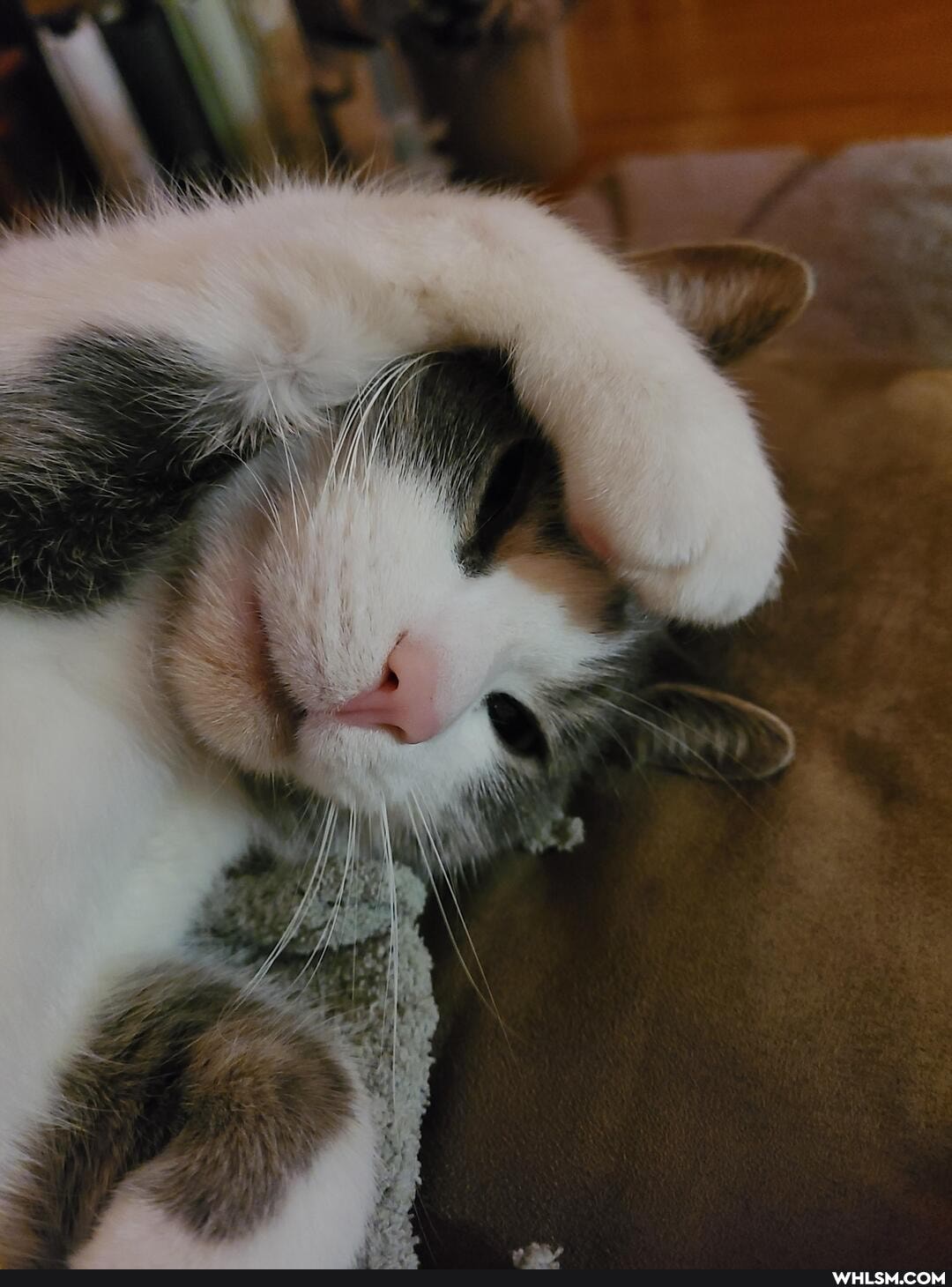 funny, cat, aww, funny_cats