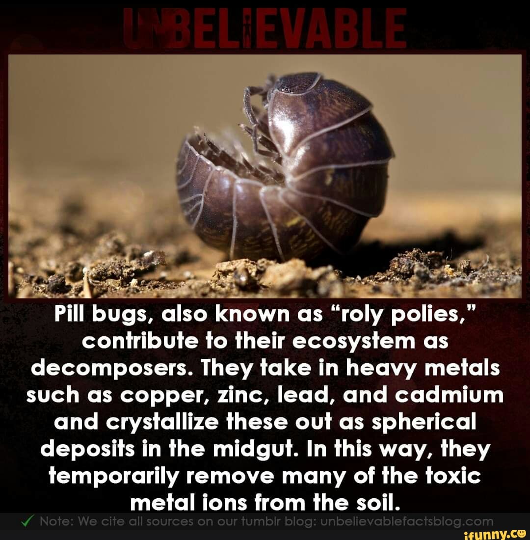 Pill Buak. also known as "roly polies," contribute to their ecosystem