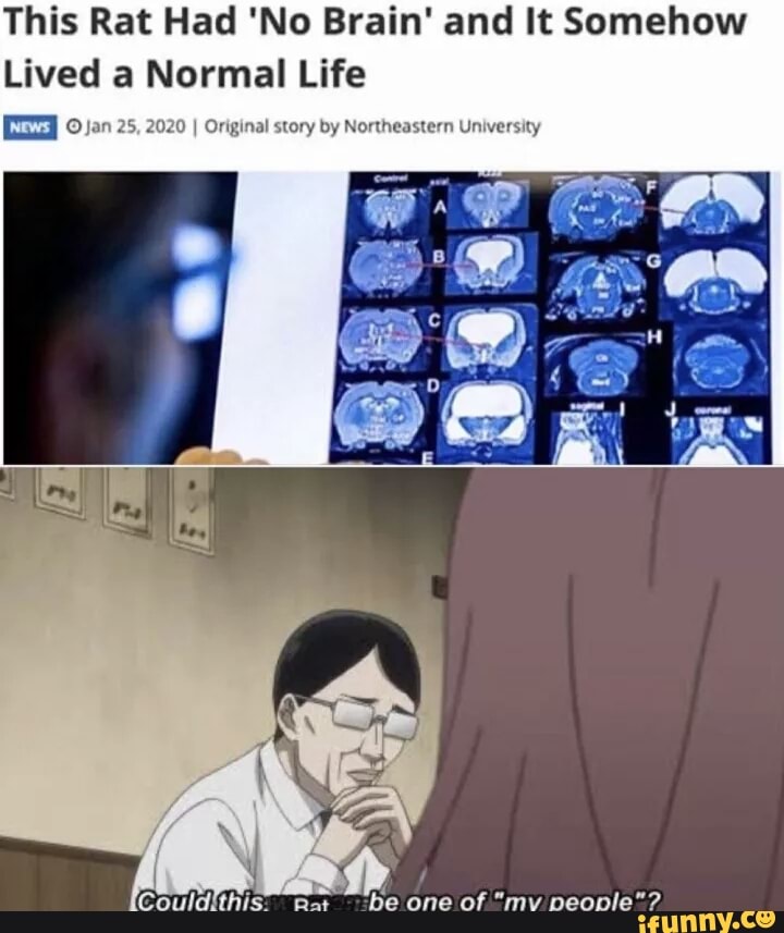 This Rat Had 'No Brain' and It Somehow
Lived a Normal Life
ELSI 0 Jan 25, 2020 I Original story by Northeastern University