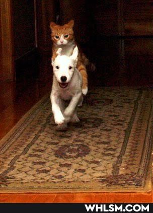 puppy, aww, kitten, baby_animals
