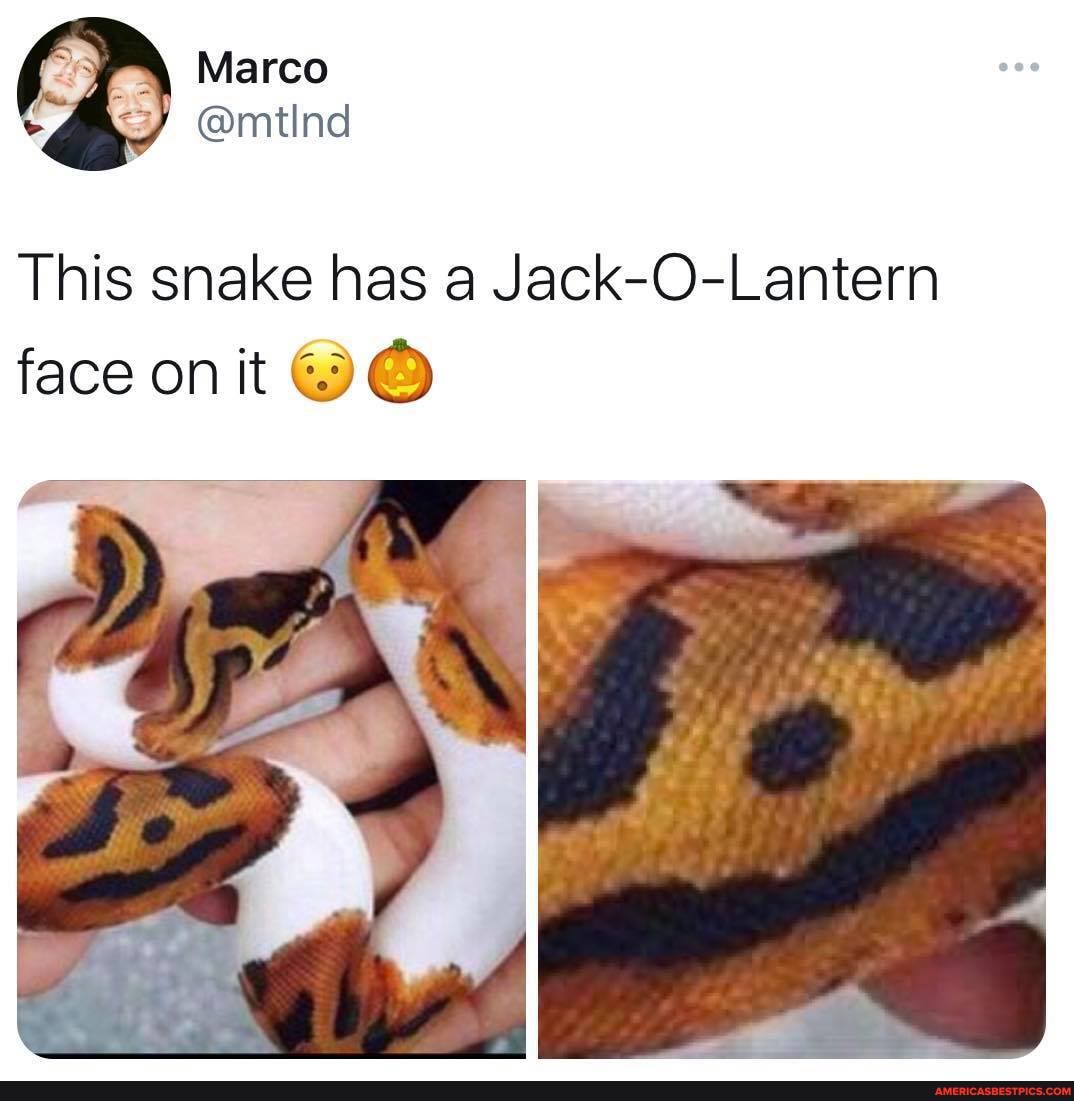Marco
& @mtInd
This snake has a Jack-O-Lantern
face on it