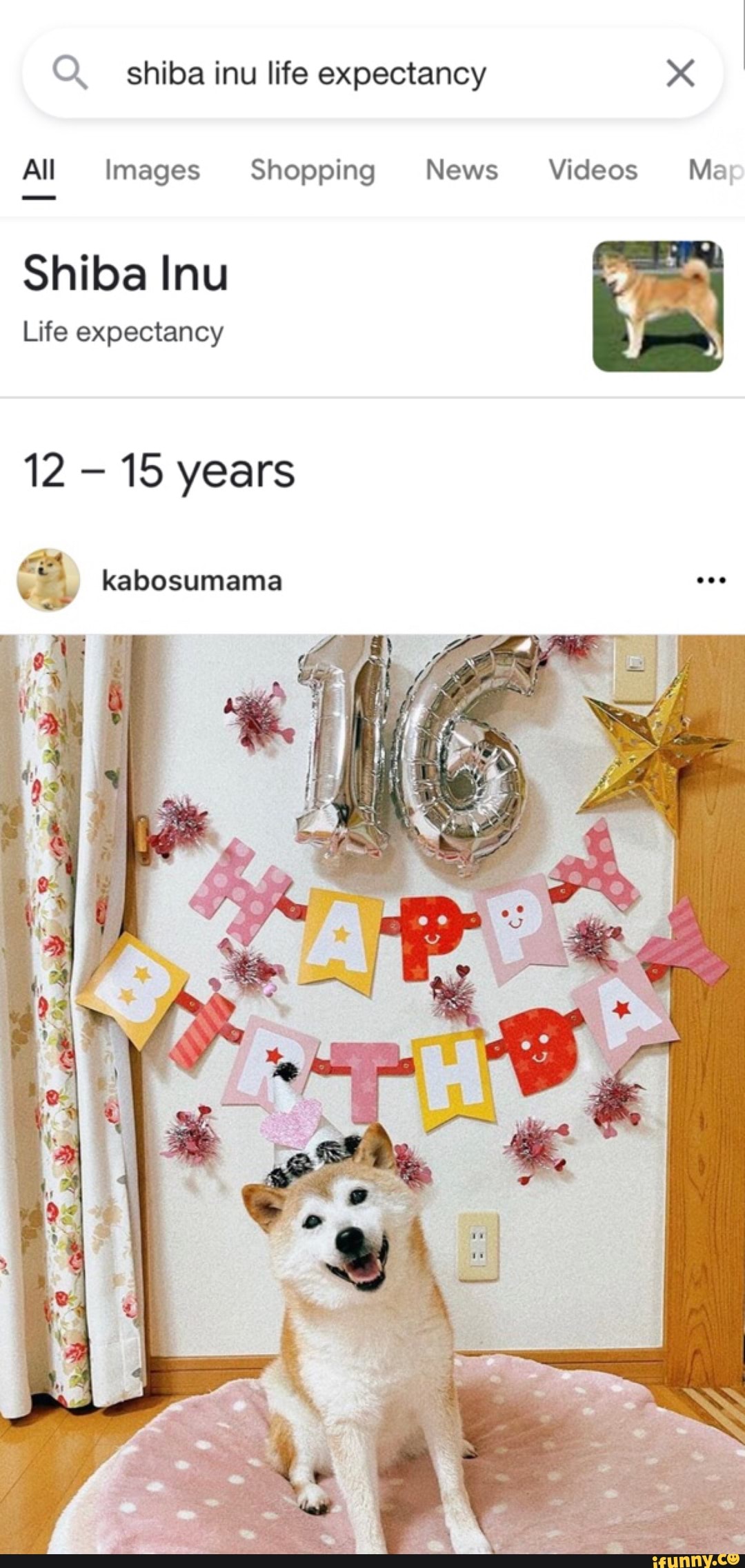 Shiba inu life expectancy All Images Shopping News Videos Map Shiba Inu Life expectancy 12 15