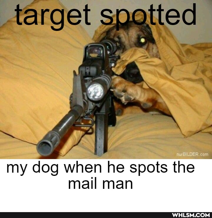 target spotied
my dog when he spats the mail man