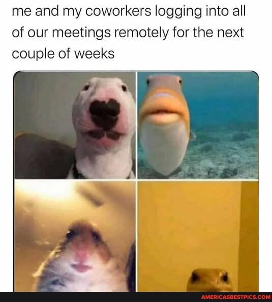 me and my coworkers logging into all of our meetings remotely for the next couple of weeks
