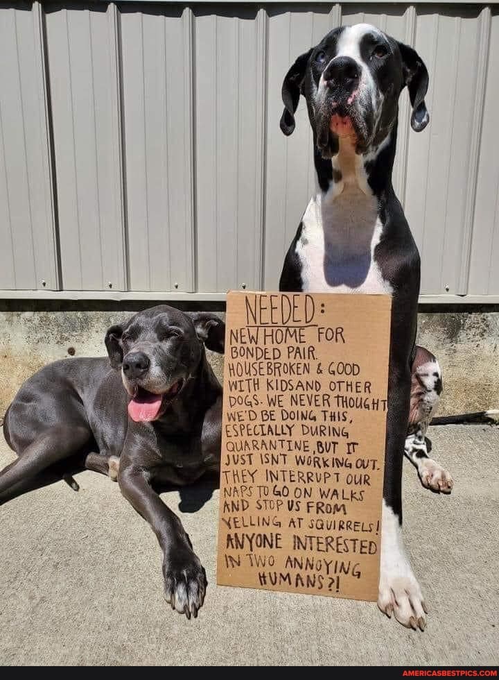 NEWHOME FOR
GONDED PAIR.
HOUSEBROKEN & GOoD
WITH KIDSAND OTHER
DOGS. WE NEVER THOUGH WE'D BE DOING THis,
ESPECIALLY DURING QUARANTINE BUT IF ST ISNT WORKING OvT.
THEY INTERRUPT ouR NAPS 10GO ON WALKS AND STOP US FRom
NELLING AT SQUIRRELS!
ANYONE INTERESTED
ANN ANNoY SIYS