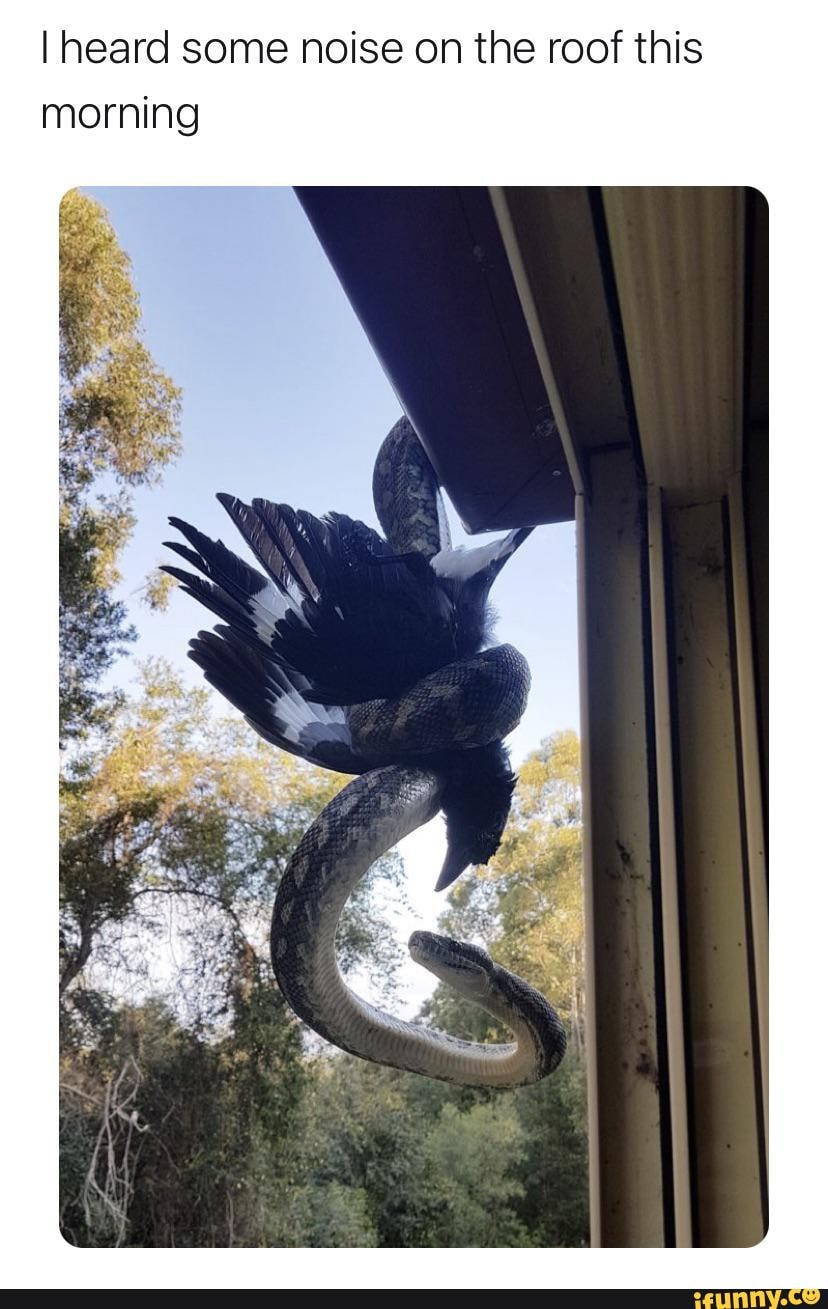 I heard some noise on the roof this morning