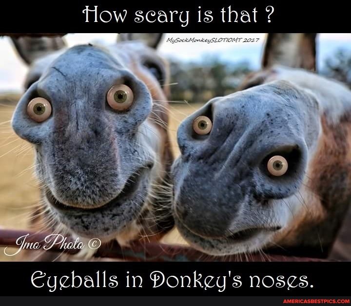 ow seary is that ?
Gan SF
Cuchalls in DPanker's noses.