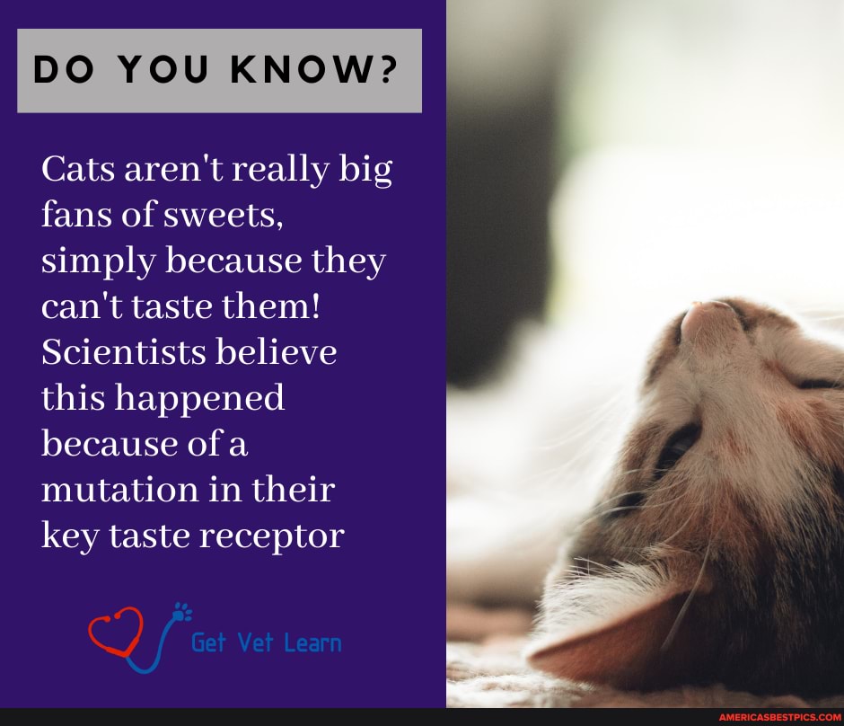 DO YOU KNOW?
Cats aren't really big fans of sweets, simply because they can't taste them!
Scientists believe this happened because of mutation in their key taste receptor
Get Vet Learn