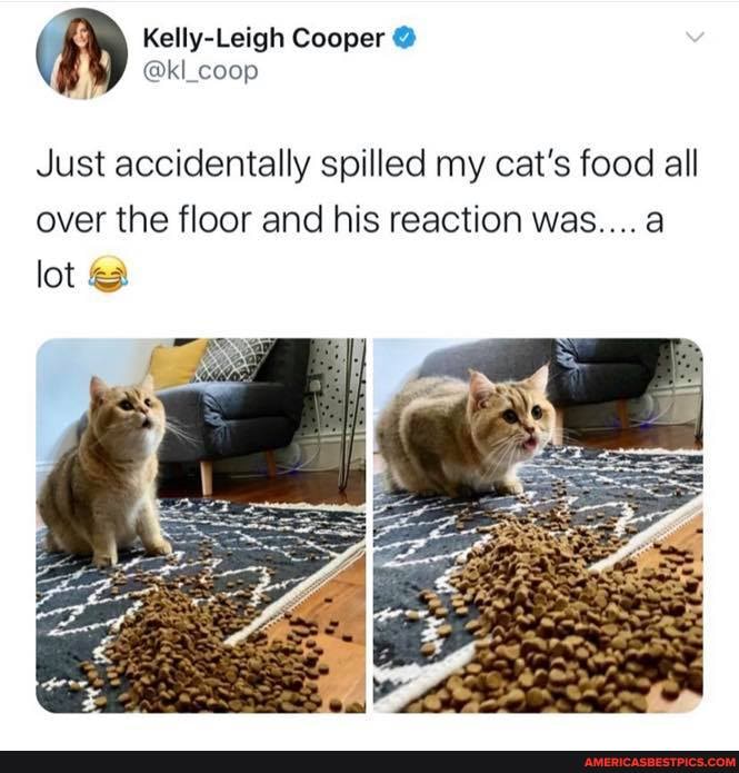 Kellly-Leigh Cooper
Just accidentally spilled my cat's food all over the floor and his reaction was.... a lot