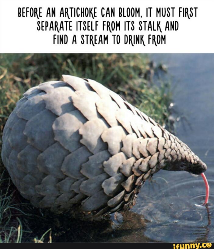 BEFORE AN ARTICHOKE CAN BLOOM. IT MUST FIRST
SEPARATE ITSELF FROM ITS STALK AND
FIND A STREAM T0 DRINK FROM